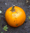 The Miraculous Pumpkin